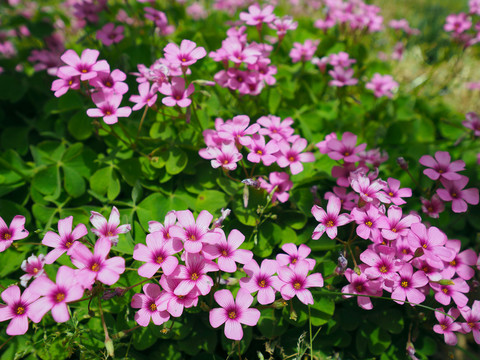 四葉草花