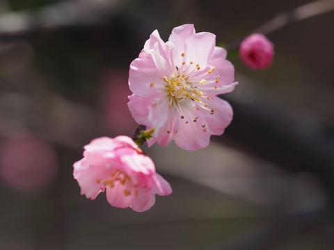盛開的桃花