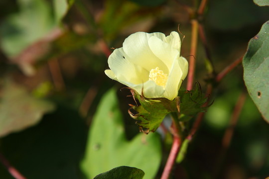 棉花花