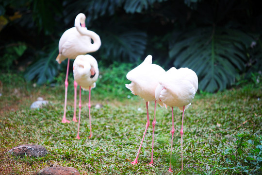 火烈鳥 動物園