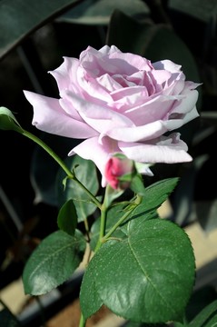 粉紅月季花