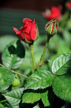 紅月季花
