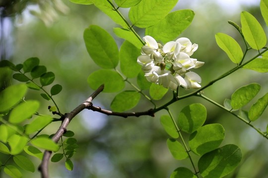 槐花