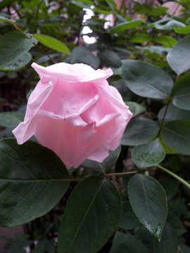 月季花
