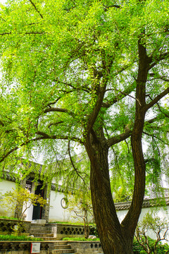 銀杏樹(shù) 古樹(shù)
