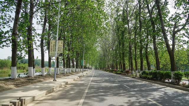 鄉(xiāng)村公路 楊樹