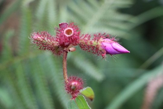 綠色植物