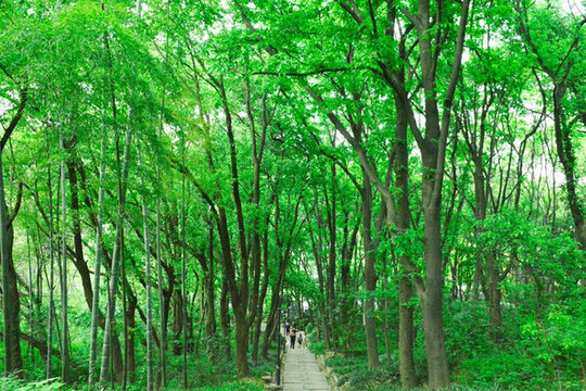 樹(shù)林