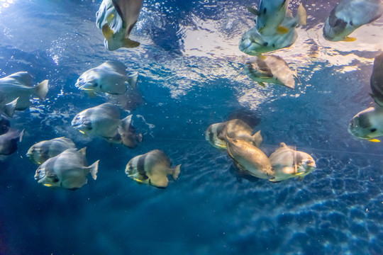 海底世界 深海魚群