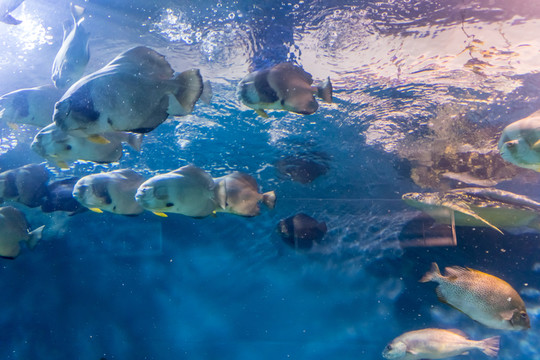 海底世界 深海魚群