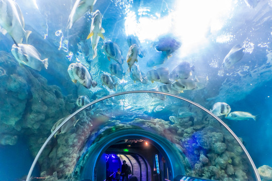 海底世界 海底魚群