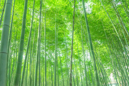 竹林
