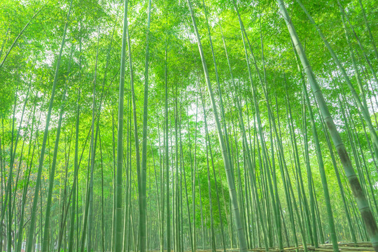 竹林 綠竹林 翠竹林