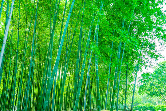 竹林 綠竹林 翠竹林