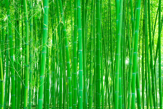 竹林 綠竹林 翠竹林