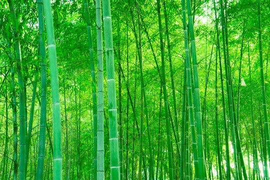 竹林 綠竹林 翠竹林