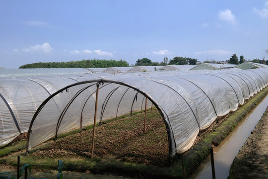 蔬菜塑料大棚農(nóng)業(yè)基地