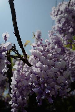 花卉