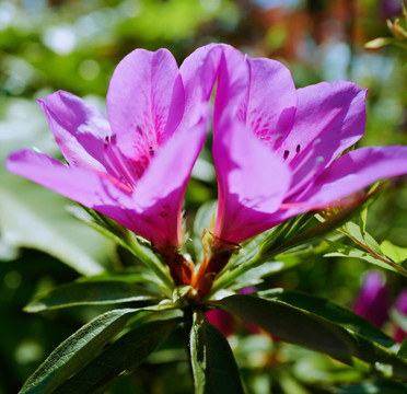 花卉