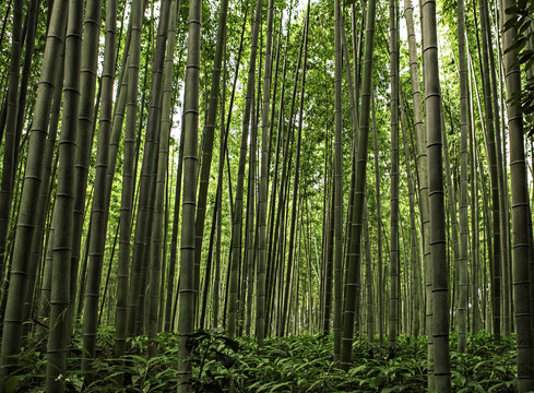 竹林