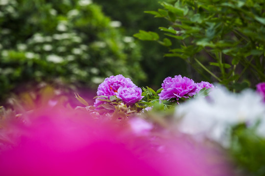 霧里看花朦朧之美