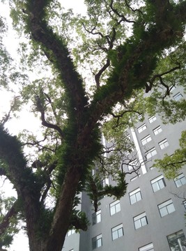 珍稀鴛鴦樹