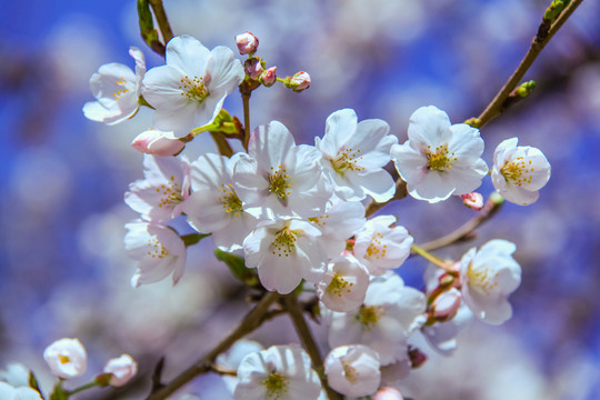 櫻花