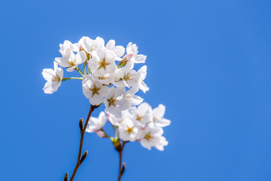 櫻花