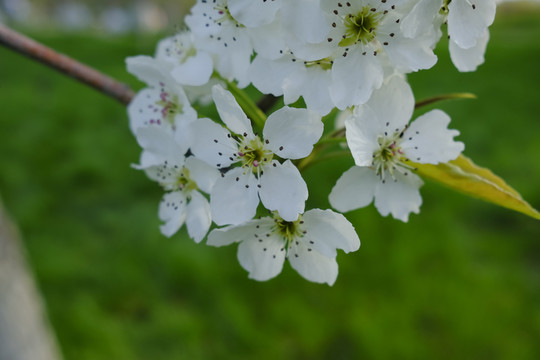梨樹 梨花