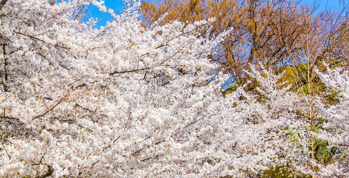 櫻花
