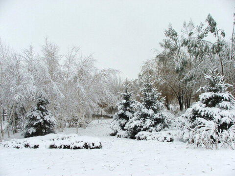 雪中樹林