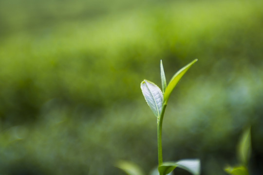 茶芽