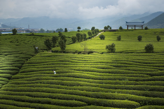 茶園風光