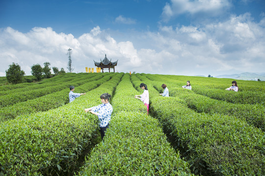 茶園采茶