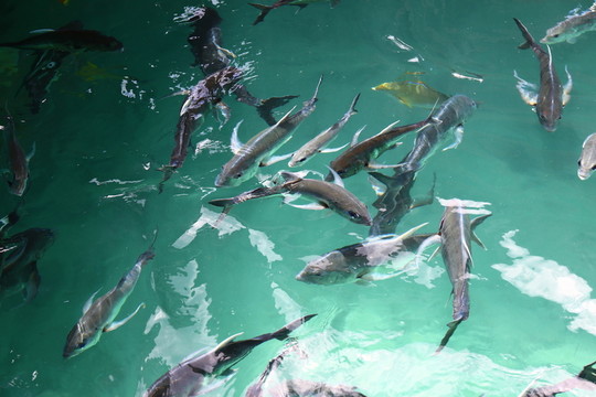 大海兇猛魚(yú)類