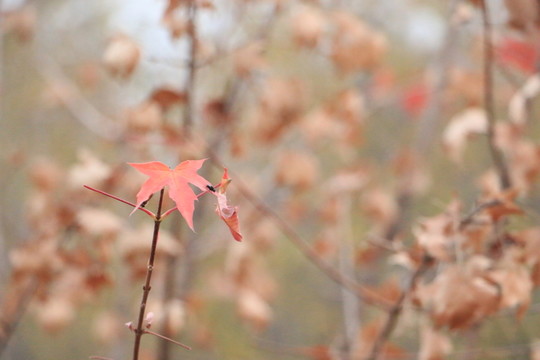 枝葉