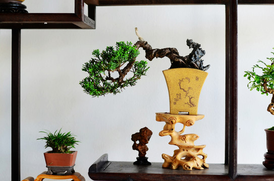 藝術(shù)盆栽