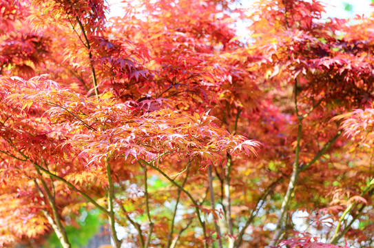 紅葉背景