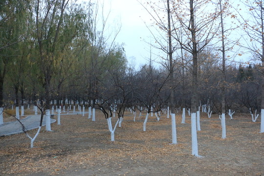 北宮國家森林公園