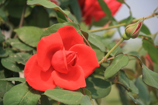玫瑰花