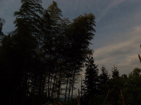 竹林夕照