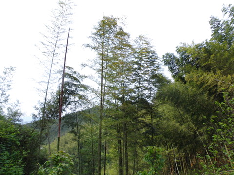 竹林搖曳