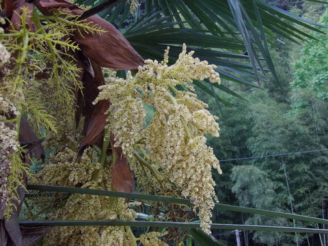 棕樹花