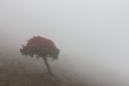 無(wú)人機(jī)霧里看花