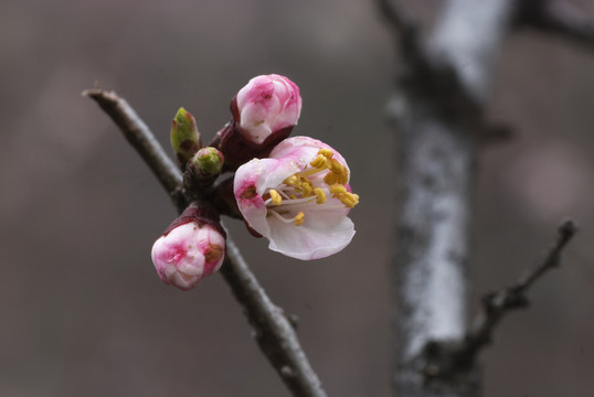 樹(shù)花