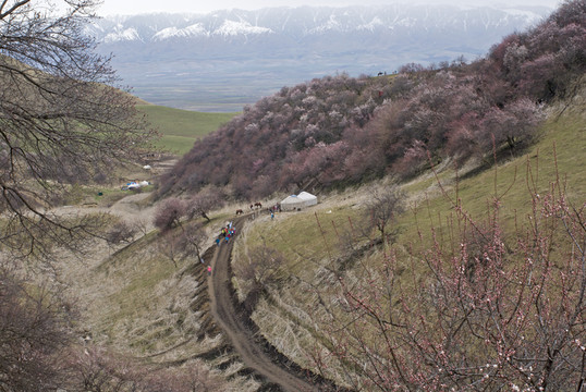 野杏春景