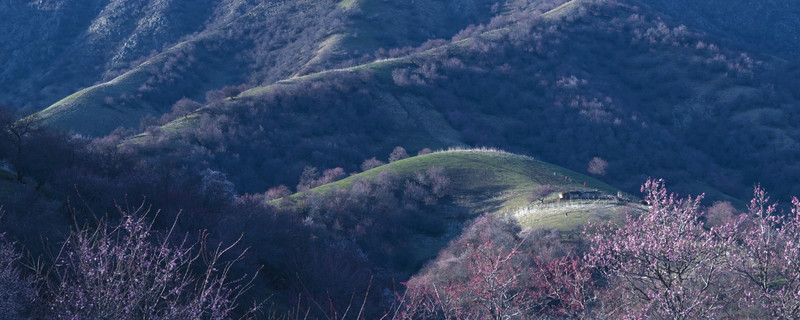 山花