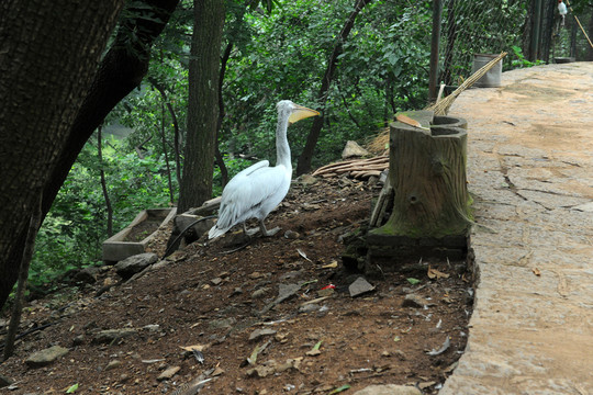動物園 鵜鶘