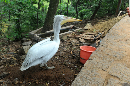 鵜鶘  動(dòng)物園鳥