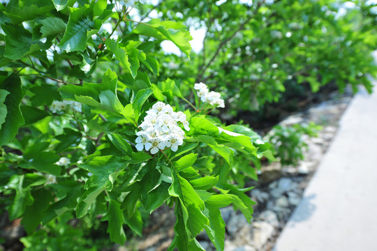山楂花